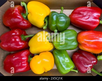 Verdure rosso giallo verde peperone dolce (Capsicum) Solanaceae in pezzi sfusi esposizione presso il supermercato del fruttivendolo all'ingrosso al dettaglio nel rispetto dell'ambiente Foto Stock