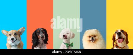 Collage di molti cani diversi su sfondo colorato Foto Stock