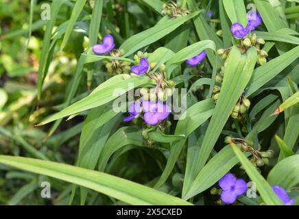 Tradescantia virginiana, i fiori di verga della Virginia. Tradescantia virginiana (Tradescantia virginiana) in fiore. Foto Stock