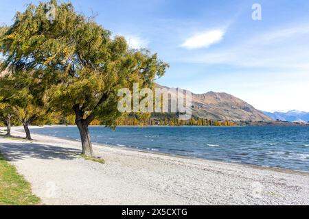 Lungolago in autunno, Wānaka, Otago, Isola del Sud, nuova Zelanda Foto Stock