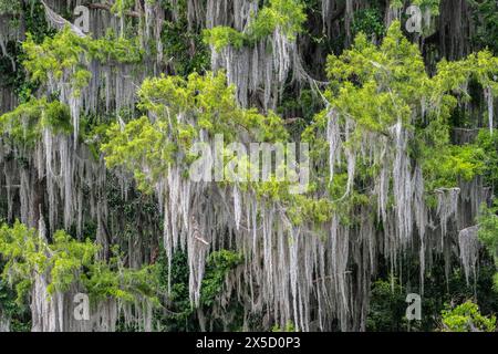 Alberi pesantemente drappeggiati con muschio spagnolo (Tillandsia usneoides) al Sweetwater Wetlands Park lungo Paynes Prairie a Gainesville, Florida. (USA) Foto Stock