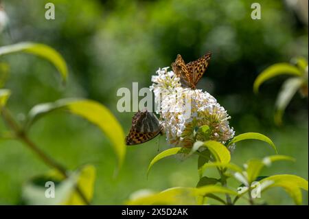 Farfalla "Emperor Mantle" (Argynnis paphia) sulla buddleia bianca nella natura verde Foto Stock