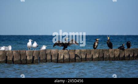 Cormorani ( Phalacrocoracidae ) e gabbiani si trovano su frangiflutti in legno nel mare, sulla costa del Mar Baltico sull'isola di Poel vicino a Timmendorf, GE Foto Stock