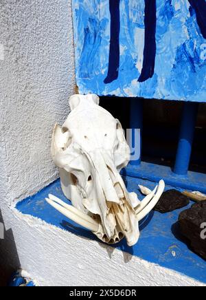 Asinara, Italia. 11 agosto 2021. Un teschio di cinghiale su una finestra del museo della prigione sulla collina dell'isola. Foto Stock