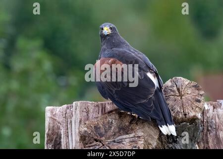 Un ritratto ravvicinato di un falco di harris arroccato su un vecchio ceppo d'albero mentre guarda la telecamera Foto Stock