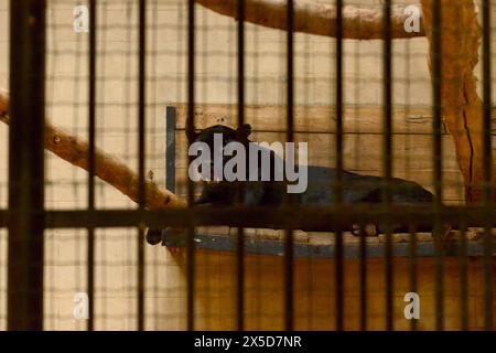 Maschio giaguaro nero Panthera onca vicino a specie minacciate di gatto in cattività in gabbia dietro le sbarre nello zoo di Sofia, Sofia Bulgaria, Europa orientale, Balcani, UE Foto Stock