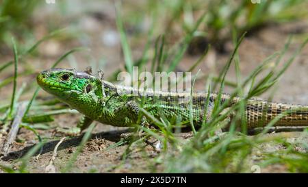 Lacerta agilis, alias lucertola di sabbia maschile, riposa sul punto soleggiato. Sciogliete la vecchia pelle. Rettile più comune in repubblica Ceca. Foto Stock