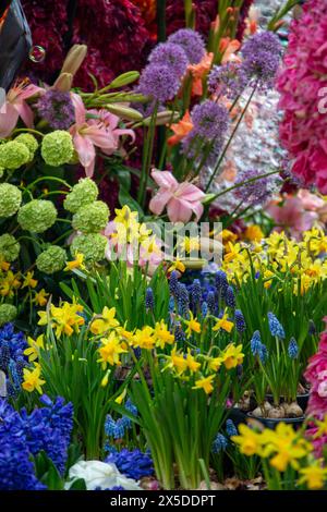 Bloemencorso Haarlem 2024. Il Bloemencorso del Bollenstreek è il più grande festival primaverile dei Paesi Bassi. Foto Stock