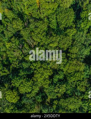 Vista dall'alto di una foresta decidua mista densamente chiusa Foto Stock