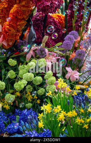 Bloemencorso Haarlem 2024. Il Bloemencorso del Bollenstreek è il più grande festival primaverile dei Paesi Bassi. Foto Stock