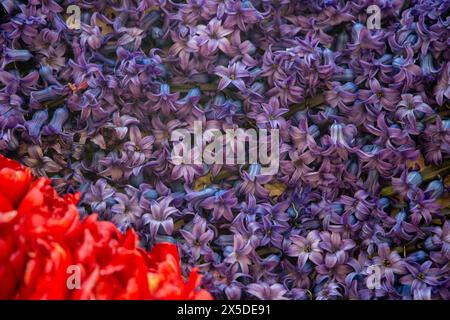 Bloemencorso Haarlem 2024. Il Bloemencorso del Bollenstreek è il più grande festival primaverile dei Paesi Bassi. Foto Stock