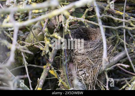 Vogelnest, Nest, Napfnest in einem Reisighaufen, Ästehaufen, Totholz, Schnittgut aus Ästen und Zweigen wird auf einen Haufen gelegt und dient als Lebe Foto Stock