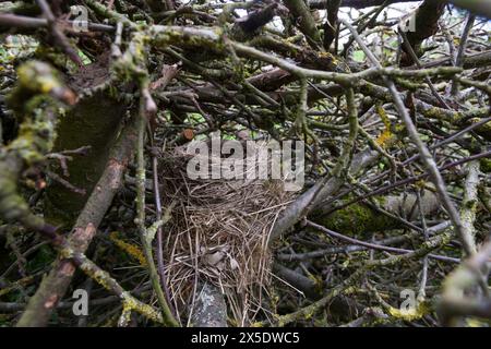 Vogelnest, Nest, Napfnest in einem Reisighaufen, Ästehaufen, Totholz, Schnittgut aus Ästen und Zweigen wird auf einen Haufen gelegt und dient als Lebe Foto Stock