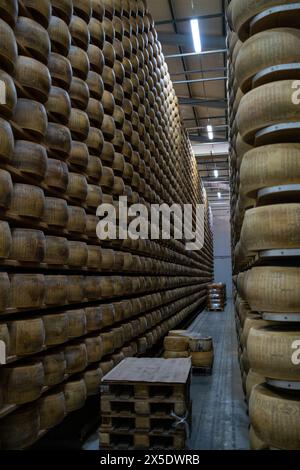 La grotta illuminata dal sole rivela scaffali impilati con ruote di Parmigiano Reggiano. I visitatori in abiti informali si riuniscono intorno al casaro in cappotto bianco, imparando abo Foto Stock