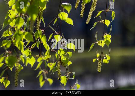 Rami di betulla, orecchini e prime foglie brillano al sole la sera di maggio. Atmosfera primaverile. Sfondo scuro. Contrasti. Foto Stock