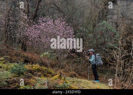 Lokta (Daphne) fiori in fiore sulla strada per il campo base di Kangchanjunga, Yamphuddin, Nepal Foto Stock