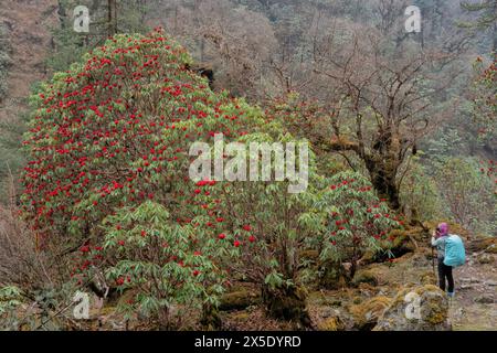 Trekking attraverso una foresta di rododendri sulla strada per il campo base di Kangchanjunga, Yamphuddin, Nepal Foto Stock