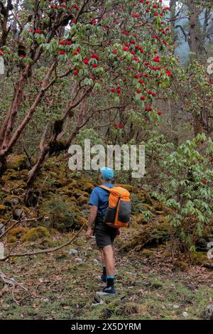 Trekking attraverso una foresta di rododendri sulla strada per il campo base di Kangchanjunga, Yamphuddin, Nepal Foto Stock