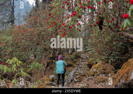 Trekking attraverso una foresta di rododendri sulla strada per il campo base di Kangchanjunga, Yamphuddin, Nepal Foto Stock