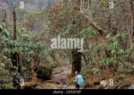 Trekking attraverso una foresta di rododendri sulla strada per il campo base di Kangchanjunga, Yamphuddin, Nepal Foto Stock