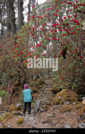 Trekking attraverso una foresta di rododendri sulla strada per il campo base di Kangchanjunga, Yamphuddin, Nepal Foto Stock