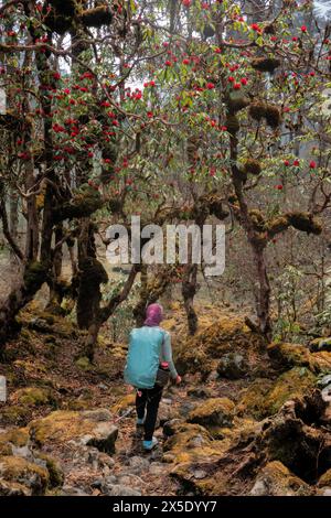 Trekking attraverso una foresta di rododendri sulla strada per il campo base di Kangchanjunga, Yamphuddin, Nepal Foto Stock