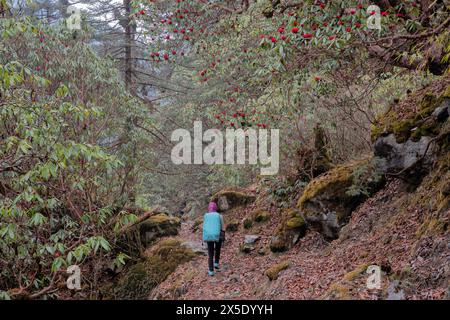 Trekking attraverso una foresta di rododendri sulla strada per il campo base di Kangchanjunga, Yamphuddin, Nepal Foto Stock