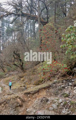 Trekking attraverso una foresta di rododendri sulla strada per il campo base di Kangchanjunga, Yamphuddin, Nepal Foto Stock