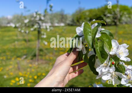La mano della donna tiene delicatamente il ramo di un melo, su cui il coccinello strizza. Giardini fioriti. Fioritura primaverile. Foto Stock