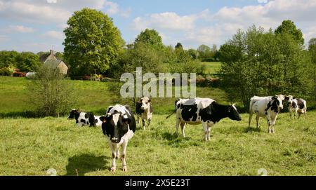 In fattoria, Normandia, Francia, Europa Foto Stock