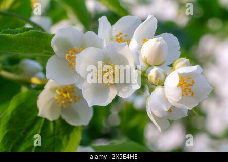 In fiore cespuglio di gelsomino in giorno di sole. Jasmine pianta nel giardino. Profondità di campo poco profonda. Foto Stock