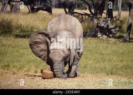 Zimbabwe. 3 maggio 2024. Un bambino di elefante salvato suona al vivaio elefante dello Zimbabwe. Festa del santuario della fauna selvatica "Wild is Life", il centro salva e riabilita gli animali orfani prima di rilasciarli nuovamente in natura. Crediti: Vuk Valcic / Alamy. Foto Stock