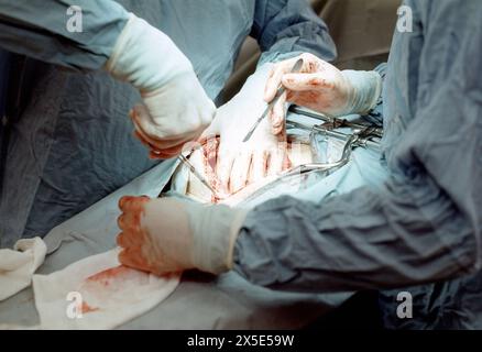 Veterenärmediziner und Biologen bei einer Operation an einem Primaten im Yerkes National Primate Research Center in Atlanta, um 1978. / Veterinari e biologi durante la chirurgia su un primate presso lo Yerkes National Primate Research Center di Atlanta, circa 1978. Fotografia istantanea/A.. Aldrige *** veterinari e biologi durante l'intervento chirurgico su un primate presso lo Yerkes National Primate Research Center di Atlanta, circa 1978 veterinari e biologi durante l'intervento chirurgico su un primate presso lo Yerkes National Primate Research Center di Atlanta, circa 1978 fotografie istantanee A Aldrige Foto Stock