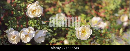 Fiori di rosehip bianchi nel giardino estivo. Banner. Sfondo naturale, sfondo. Foto Stock