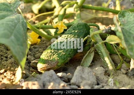 Un cetriolo verde che matura su un ramo di un cespuglio di cetrioli in giardino. Foto Stock