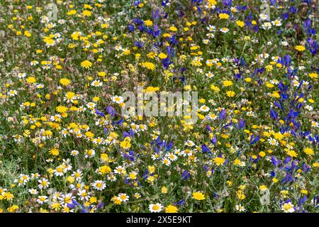 Campo lleno de vegetación y múltiples flores silvestres de diversos colores en primavera Foto Stock