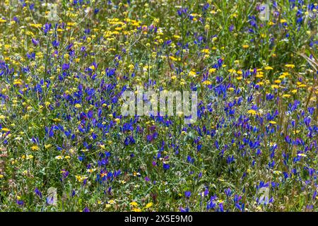 Campo lleno de vegetación y múltiples flores silvestres de diversos colores en primavera Foto Stock