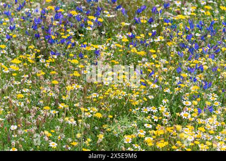 Campo lleno de vegetación y múltiples flores silvestres de diversos colores en primavera Foto Stock