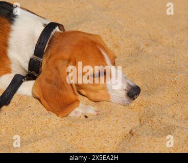 Estate. Un simpatico cucciolo di Beagle a tre colori giace su una spiaggia di sabbia dorata. Copia spazio. Foto Stock