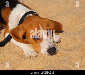 Estate. Un simpatico cucciolo di Beagle a tre colori giace su una spiaggia di sabbia dorata. Copia spazio. Foto Stock