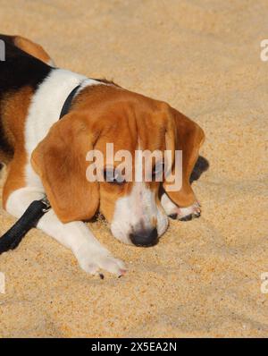 Estate. Un simpatico cucciolo di Beagle a tre colori giace su una spiaggia di sabbia dorata. Copia spazio. Foto Stock