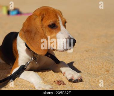 Estate. Un simpatico cucciolo di Beagle a tre colori giace su una spiaggia di sabbia dorata. Copia spazio. Foto Stock