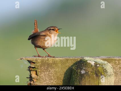 Wren dichiara il suo territorio di riproduzione cantando. Foto Stock