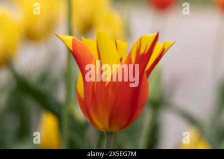 Fiore. Tulipani volano via i fiori Foto Stock