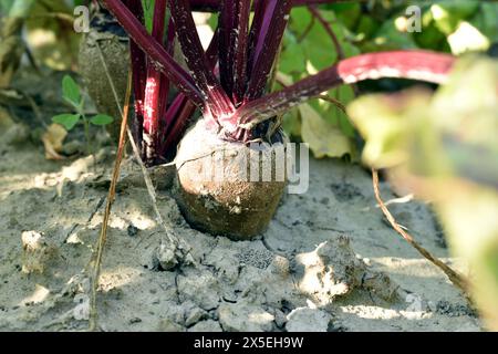 Primo piano di barbabietole rosse che maturano nel giardino. Foto Stock