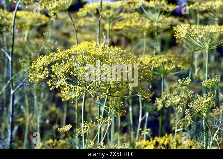 Primo piano di una piantagione di aneto, i suoi piccoli fiori gialli che fioriscono con ombrelli. Foto Stock