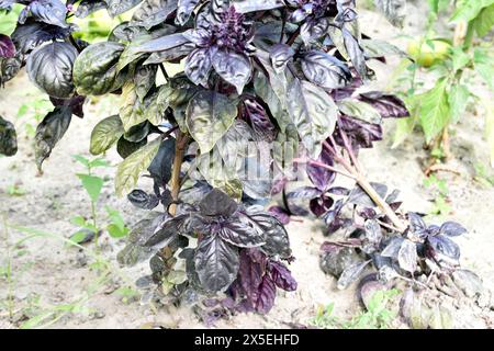 Foglie viola di un cespuglio di basilico, una spezia aromatica, che cresce in un orto. Foto Stock