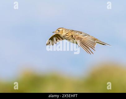 Una canzone eurasiatica Skylark, Alauda arvensis che vola su Wansfell sopra Ambleside, Lake District, Regno Unito. Foto Stock