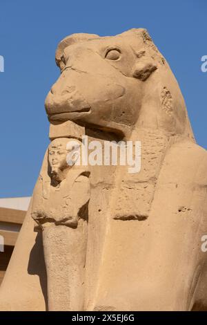 Gli arieti dirigono la Sfinge sulla Kings Festivities Road, o Rams Road, tra i templi di Karnak e Luxor, a 2,7 km di distanza. Egitto, Africa. Foto Stock