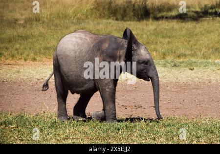 Harare, Zimbabwe. 3 maggio 2024. Un piccolo elefante salvato al vivaio elefante dello Zimbabwe, in Zimbabwe. (Credit Image: © Vuk Valcic/SOPA Images via ZUMA Press Wire) SOLO PER USO EDITORIALE! Non per USO commerciale! Foto Stock